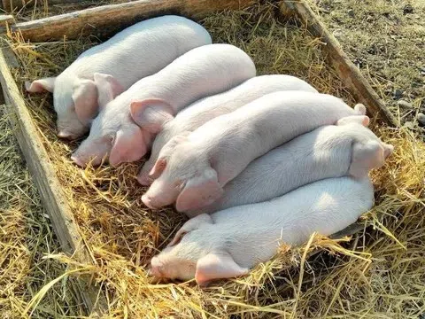 Giá heo hơi hôm nay 24/6/2025: Miền Trung, miền Nam giảm 1.000 đồng/kg