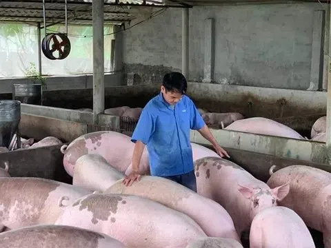 Giá heo hơi hôm nay 25/6/2025: Giữ nguyên trên toàn quốc