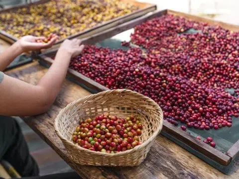 Giá cà phê hôm nay 27/6/2025: Giảm mạnh kỷ lục