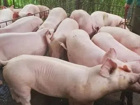 Giá heo hơi hôm nay 29/6/2025: Càng về cuối tháng, càng thấy áp lực giảm giá
