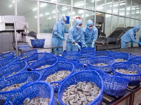 Sản lượng tôm tăng vọt, doanh số Sao Ta đạt hơn 135 triệu USD trong nửa đầu năm
