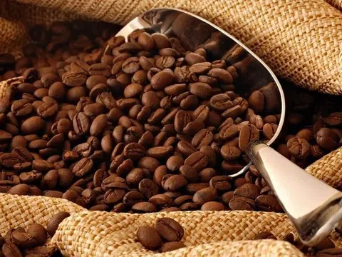 Giá cà phê hôm nay 7/7/2025: Duy trì trên 95.800 đồng/kg, thị trường ít biến động