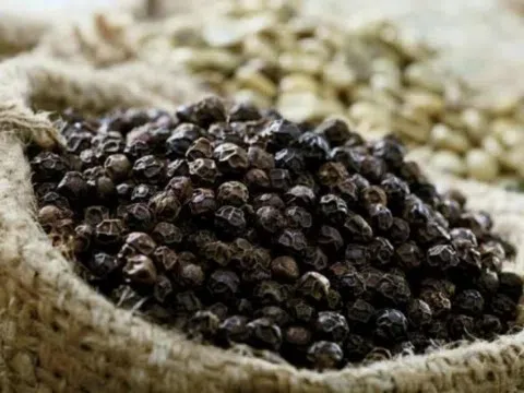 Giá tiêu hôm nay 7/7/2025: Cao nhất đạt 144.000 đồng/kg