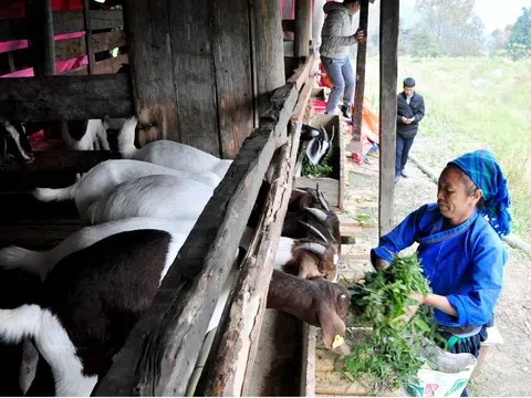 Nông sản Xín Mần "cất cánh" vươn xa nhờ xây dựng chuỗi giá trị