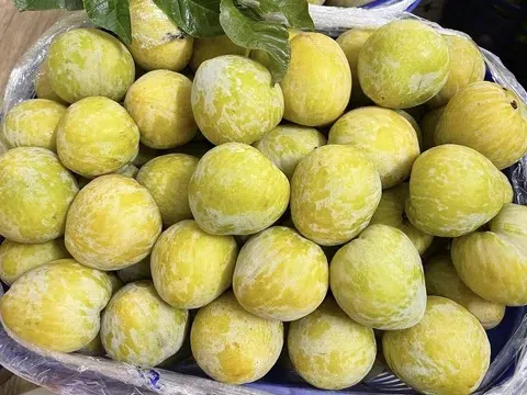 Mận cau Trung Quốc "gây sốt" chợ Việt: Giá 450.000 đồng/kg mà vẫn cháy hàng!