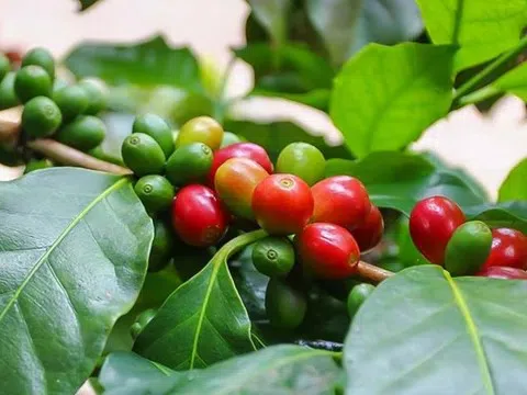 Giá cà phê hôm nay 10/7/2025: Trong nước bật tăng trở lại