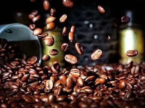 Giá cà phê hôm nay 12/7/2025: Trong nước giảm mạnh, thế giới bật tăng trở lại