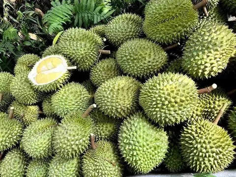 Giá sầu riêng hôm nay 11/7/2025: Sầu Thái vẫn thống lĩnh thị trường