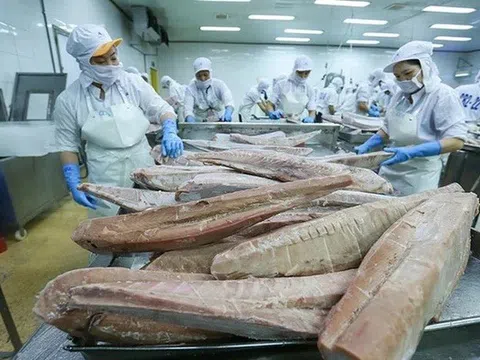 Cuộc chuyển mình của ngành cá ngừ trong năm 2025