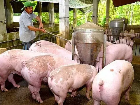 Giá heo hơi hôm nay 13/7/2025: Miền Bắc giảm đồng loạt, miền Nam vững vàng trên đỉnh