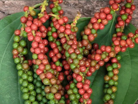 Giá tiêu ngày 13/7 neo ở mức cao, bà con nên tranh thủ bán khi đạt giá tốt