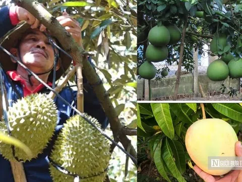 Nâng tầm nông sản Đồng Nai – Kỳ 2: Tái cấu trúc nông nghiệp để vượt "điểm nghẽn"