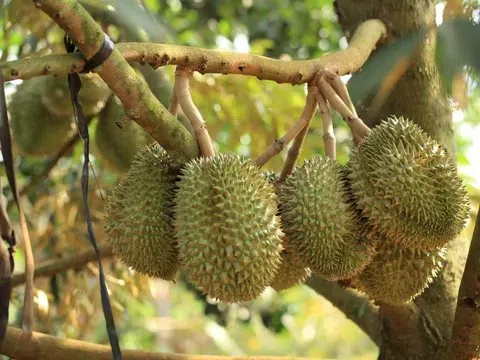 Giá sầu riêng hôm nay 14/7/2025: Sầu Thái loại A dao động mức 75.000 – 78.000 đồng/kg