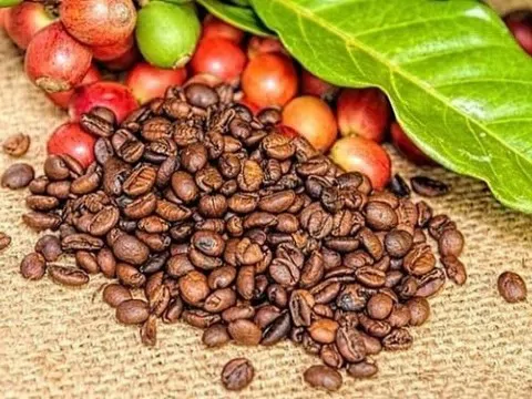 Giá cà phê hôm nay 16/7/2025: Tăng kịch trần, tiến về đỉnh 100.000 đồng/kg