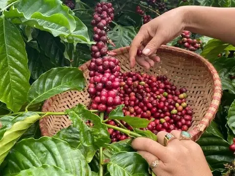 Giá cà phê hôm nay 17/7/2025: Quay đầu giảm mạnh