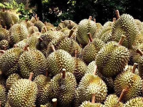 Giá sầu riêng hôm nay 16/7/2025: Thị trường ổn định