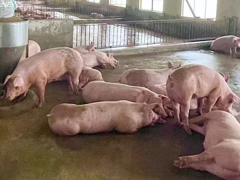 Giá heo hơi hôm nay 18/7/2025: Giảm nhanh trên cả 3 miền