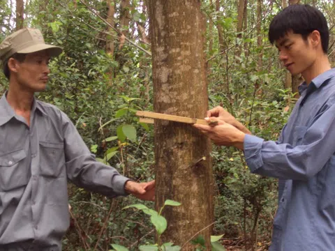 Việt Nam hướng tới mục tiêu phát thải ròng bằng 0 vào năm 2025