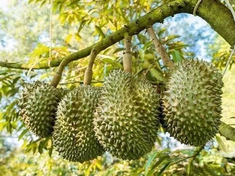 Giá sầu riêng hôm nay 19/7/2025: Ổn định cả 3 miền, thương lái thận trọng chờ tín hiệu xuất khẩu