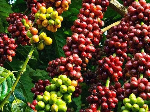 Giá cà phê hôm nay 31/7/2025: Trong nước tăng mạnh, thế giới biến động trái chiều