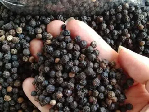 Giá tiêu hôm nay 2/8/2025: Neo đỉnh 140.000 đồng/kg, nhà vườn chờ sóng giá mới