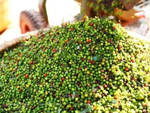 Giá tiêu hôm nay 5/8/2025: Giá tiêu trong nước đi ngang, thế giới chịu áp lực từ căng thẳng thuế quan Mỹ - Ấn