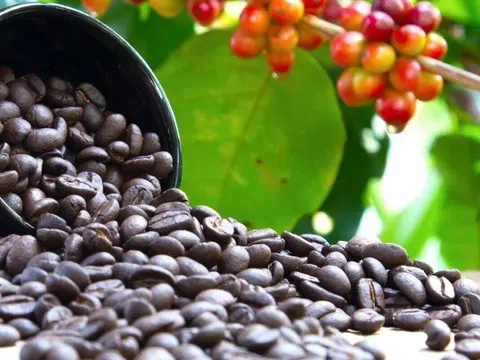 Giá cà phê hôm nay 20/8/2025: Đầu cơ đẩy mạnh gom hàng, thị trường tăng “nóng”
