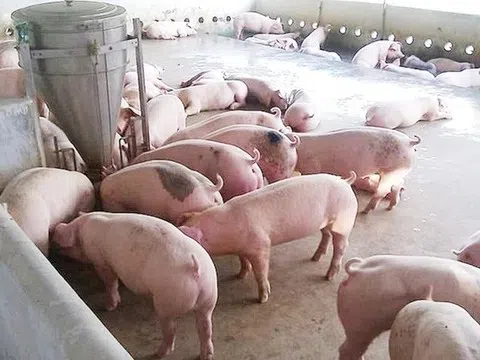 Giá heo hơi hôm nay 20/8/2025: Tiếp tục lao dốc, 54.000 đồng/kg là mức thấp nhất thị trường
