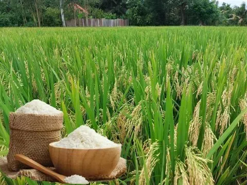 Giá lúa gạo hôm nay 20/8/2025: Giá gạo trong nước tăng nhẹ, xuất khẩu gặp thử thách