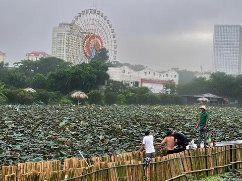 Hà Nội: Đội mưa thi công dưới hồ sen làm dự án "hồi sinh" sông Tô Lịch