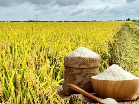 Giá lúa gạo hôm nay 21/8/2025: Thị trường nội địa giảm nhẹ, xuất khẩu giữ vững