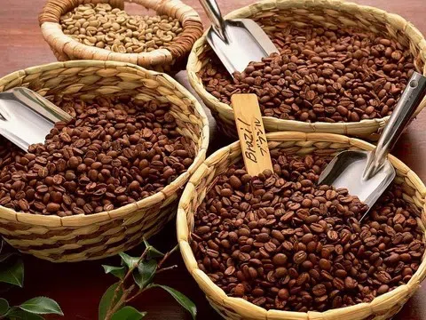 Giá cà phê hôm nay 24/8/2025: Trong nước giữ đỉnh 124.00 đồng/ kg