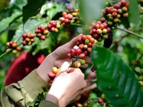 Giá cà phê hôm nay 25/8/2025: Trong nước đi ngang ở mức cao, thế giới tăng mạnh do lo ngại nguồn cung