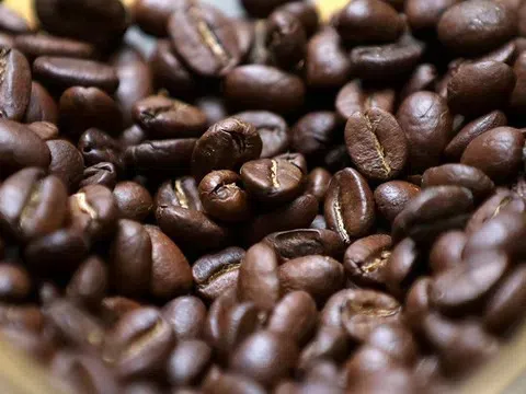 Giá cà phê hôm nay 30/8/2025: Giảm mạnh tại Tây Nguyên, Arabica tiếp tục đi xuống