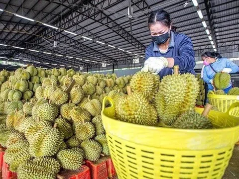 Thủ tướng yêu cầu khẩn trương khắc phục các cảnh báo từ EU
