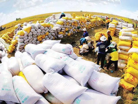Thủ tướng yêu cầu chủ động cân đối cung cầu, đẩy mạnh xuất khẩu gạo