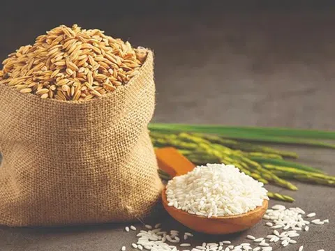 Giá lúa gạo hôm nay 10/9/2025: Thị trường trong nước ổn định, xuất khẩu giảm mạnh