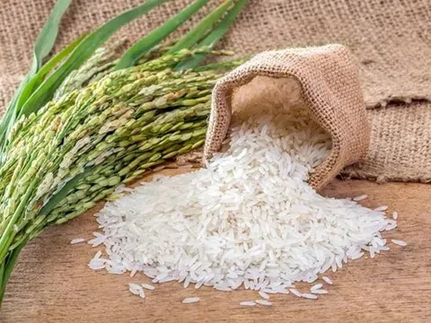 Giá lúa gạo hôm nay 12/9/2025: Giá lúa giữ vững, xuất khẩu gặp khó