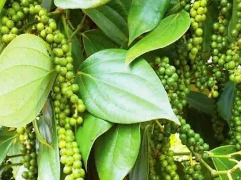 Giá tiêu hôm nay 13/9/2025: Giảm sâu còn 149.600 đồng/kg, Brazil lao đao vì thuế “khủng” từ Mỹ