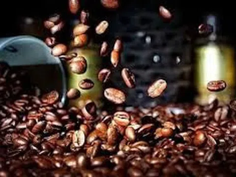Giá cà phê hôm nay 16/9/2025: Trong nước giảm, thế giới tăng vọt