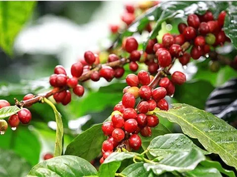 Giá cà phê hôm nay 20/9/2025: Trong nước giảm nhẹ, thế giới biến động mạnh