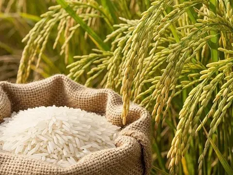 Giá lúa gạo hôm nay 3/10/2025: ĐBSCL tiếp tục giảm nhẹ, xuất khẩu chịu áp lực
