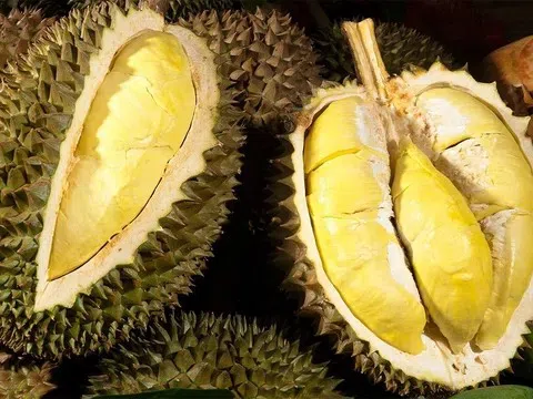 Giá sầu riêng hôm nay 10/10/2025: Black Thorn có giá 220.000 đồng/kg