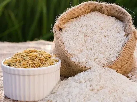 Giá lúa gạo hôm nay 11/10/2025: Thị trường xuất khẩu tiếp tục giảm, nội địa ổn định