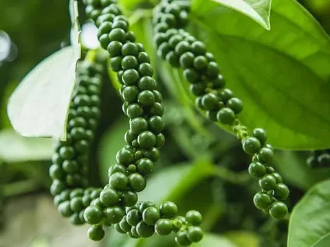 Giá tiêu hôm nay 13/10/2025: Ổn định ở mức cao, xuất khẩu 9 tháng đạt 1,27 tỷ USD