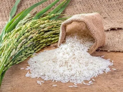 Giá lúa gạo hôm nay 16/10/2025: Thị trường trong nước ổn định, xuất khẩu tiếp tục giảm sâu