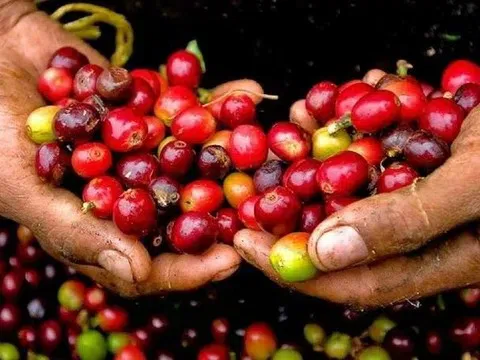 Giá cà phê hôm nay 18/10/2025: Tăng mạnh, Việt Nam dẫn đầu xuất khẩu châu Á với mức tăng gần 39%