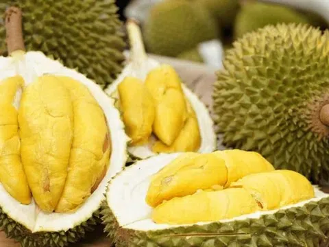Giá sầu riêng hôm nay 20/10/2025: Thị trường ổn định