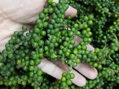 Giá tiêu hôm nay 21/10/2025: Tăng nhẹ trong nước