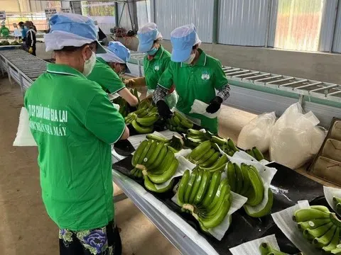 Hoàng Anh Gia Lai lãi hơn 1.300 tỷ đồng sau 9 tháng, vượt 18% kế hoạch năm
